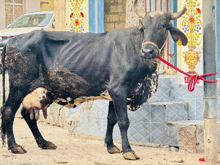 थंबनेल 4