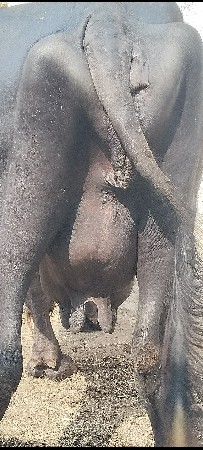 3 વેતર વ્યાસે