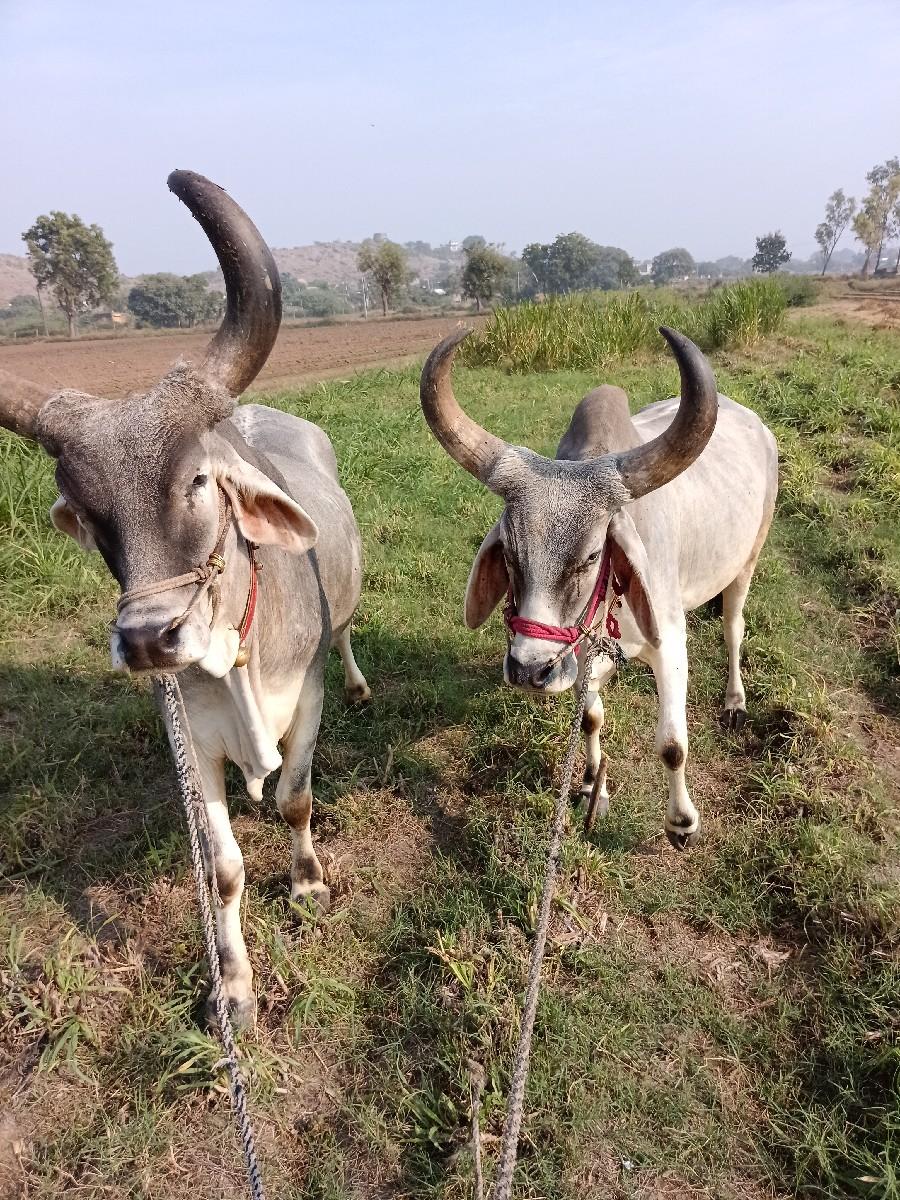 वेसवाना Che