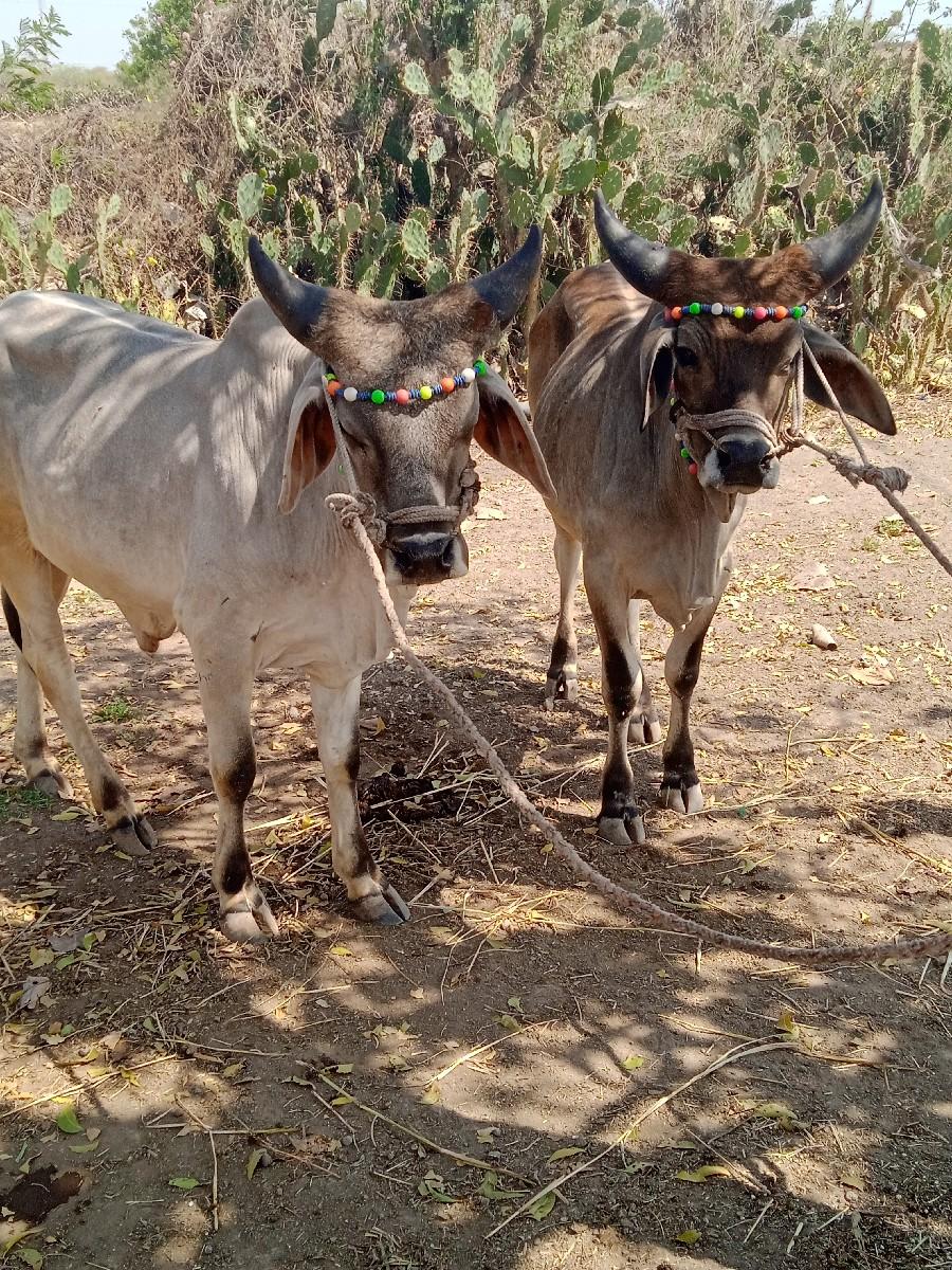 થંબનેલ 3