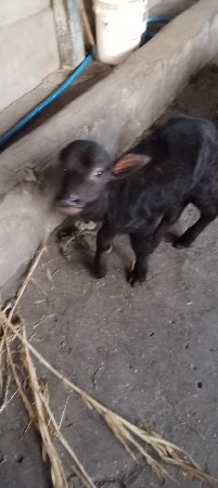 થંબનેલ 3