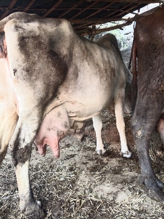 ગાય વેચવાની છે