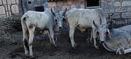 વાશડા વેશવાના શે