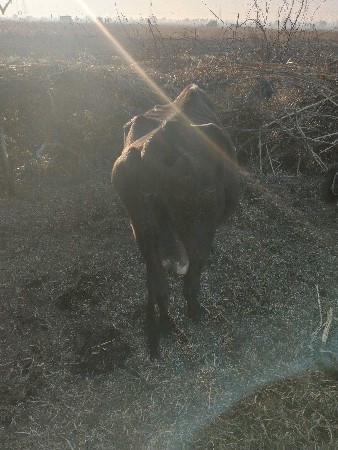 વેશવની  23500