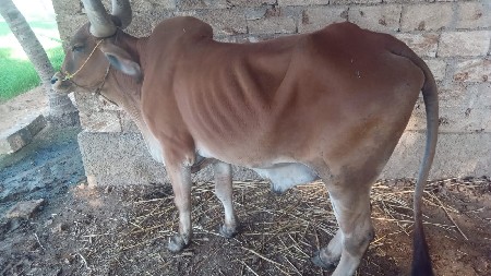 બળદ વેચવાના છે