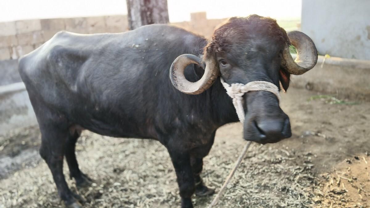 थंबनेल 1