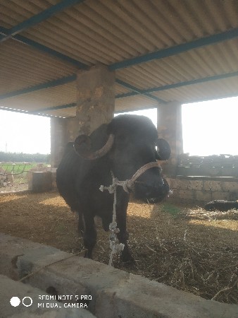 ભેસ વેચવાની સે