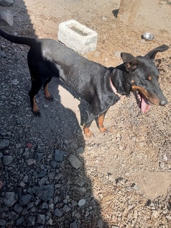 ફિમેલ લેસવાનીછે