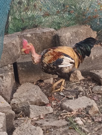 થંબનેલ 3