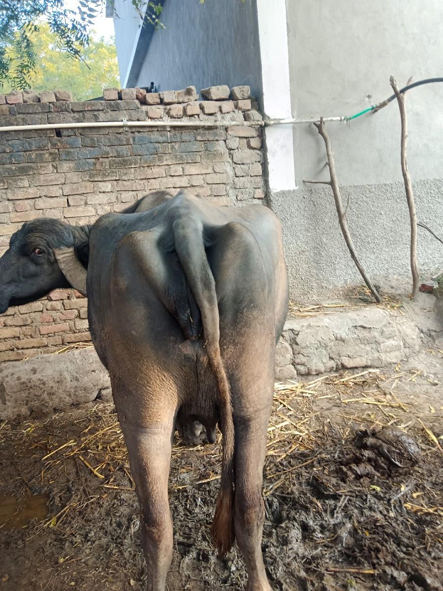 3 વેતર 6 લિટર દૂધ