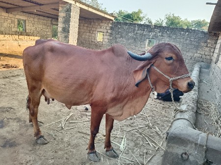 थंबनेल 3