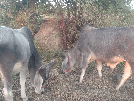 godhla વેચવાના છે