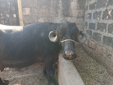 ભેંસ વેચવાની છે