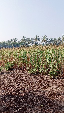 અમેરિકન મકાઈ