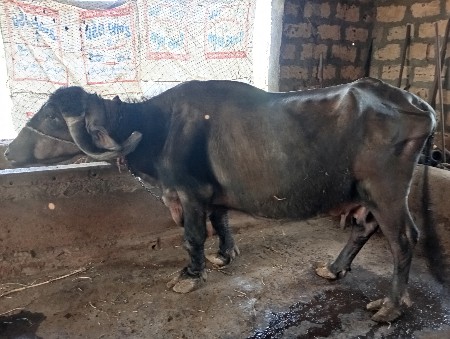 ભેંશ વેચવાની છે