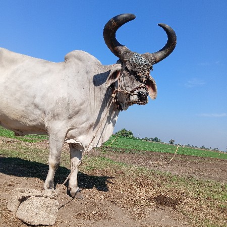 બળદ વેચવાનો છે