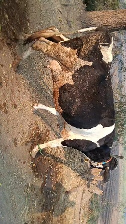 थंबनेल 1