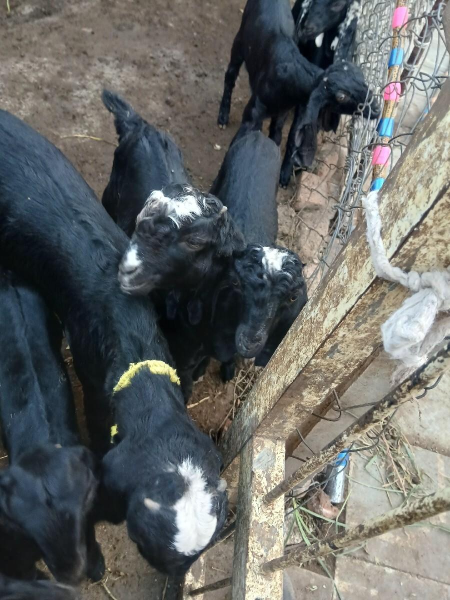 બકરા વેશવા ના 13 bakra se