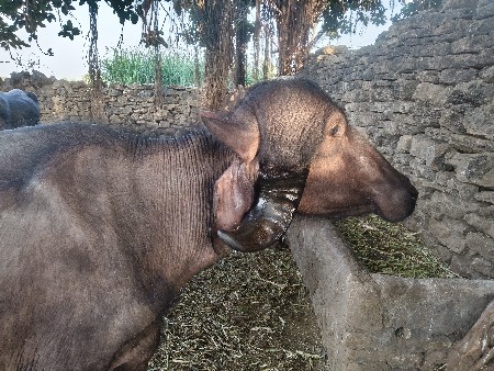 थंबनेल 2