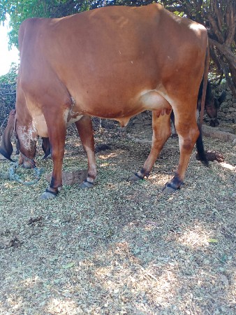 થંબનેલ 2