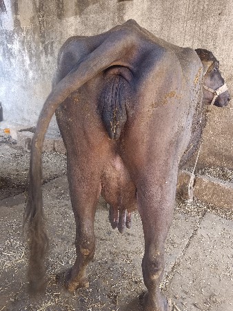 ભેંસ વેચવાની છે 4 વેતર