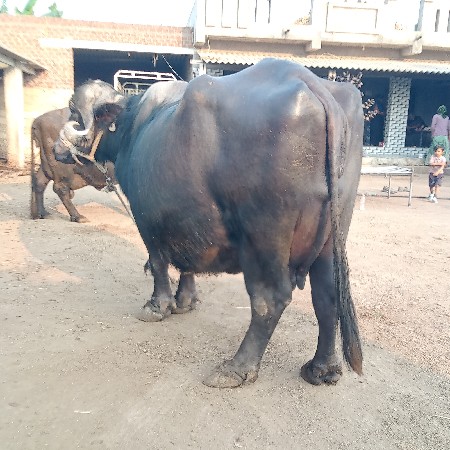 थंबनेल 2