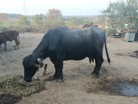 ભેંસ વેચવાની છે