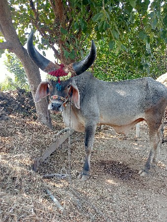 થંબનેલ 2