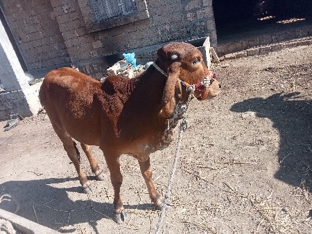 વસડી વેચવાની છે