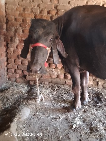 થંબનેલ 3