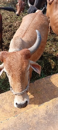 थंबनेल 3