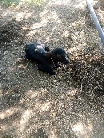 bhesh.vechavani.che.