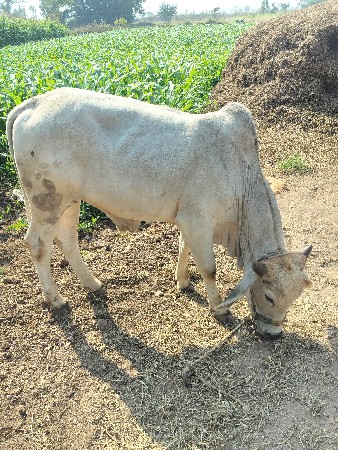 વેચવા નો છે