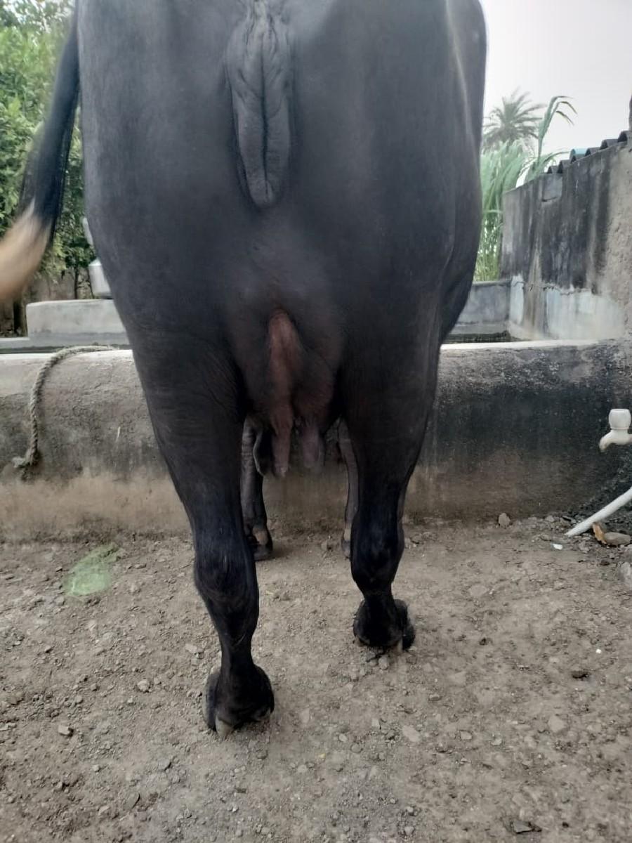 थंबनेल 1