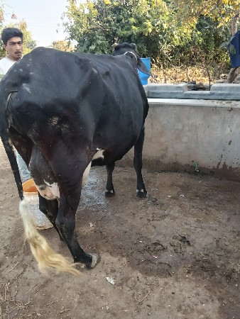 SF કૉર્સ ગાય વેસવાની છે