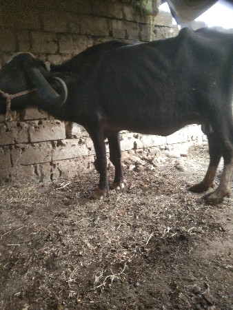 थंबनेल 3