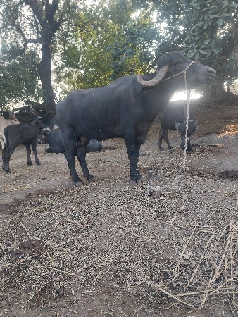 Bhesh  shate  gholhi Levani  chhe