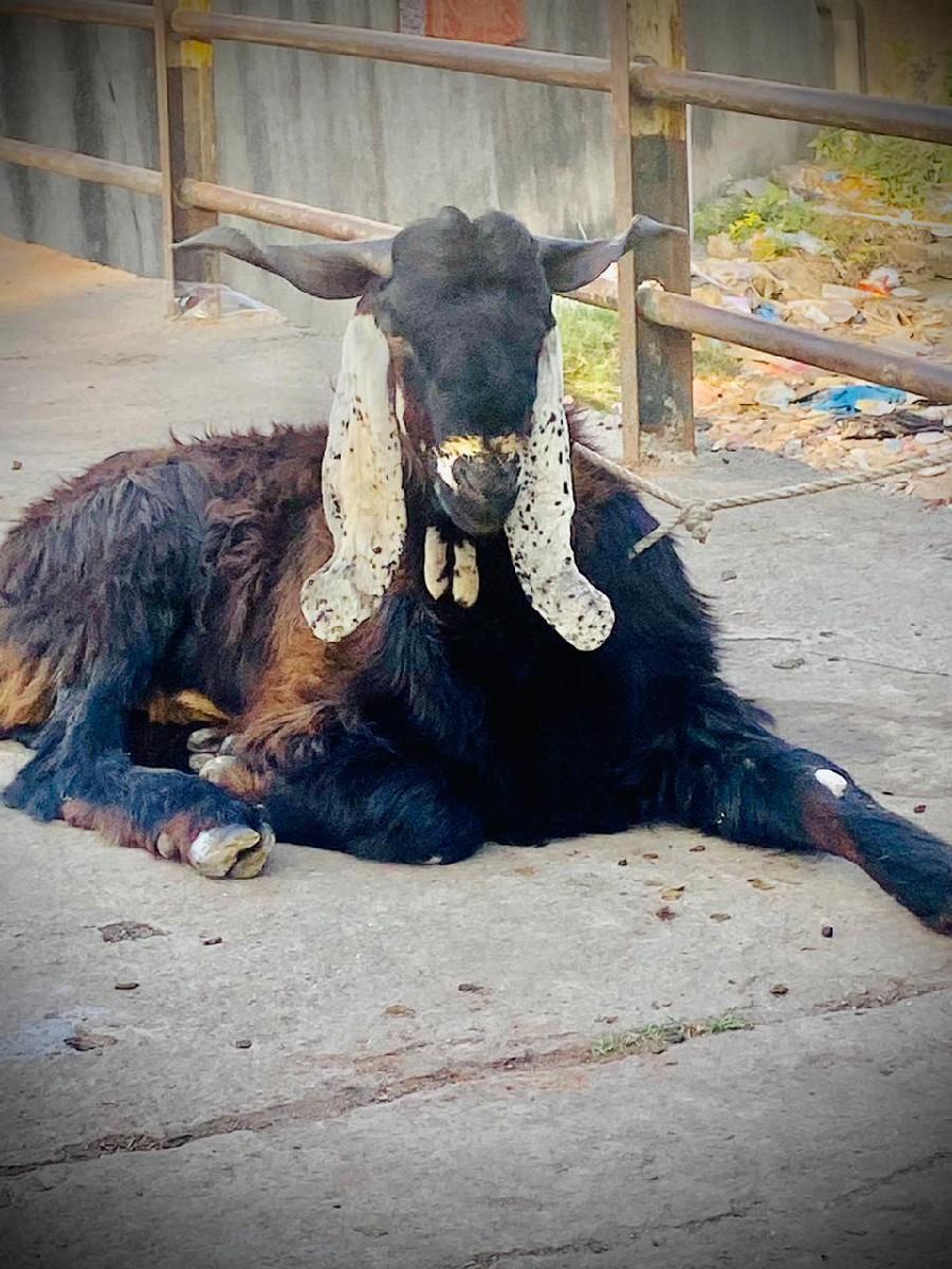 6 દાત અઢી વરસ