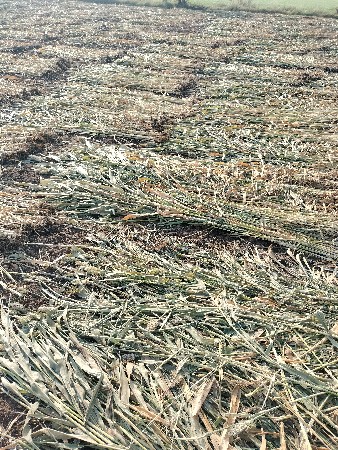 નીરણ વેચવા ની છે