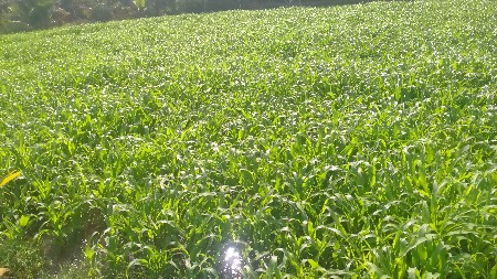 જમીન વેચવાની છે