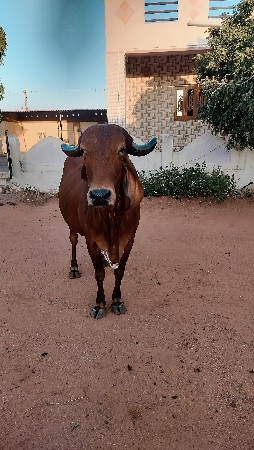 થંબનેલ 3