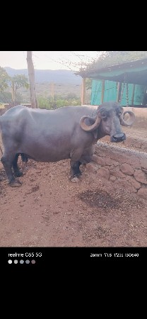 વેચવાનું છે