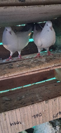 थंबनेल 3