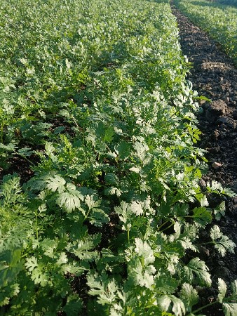 થંબનેલ 3