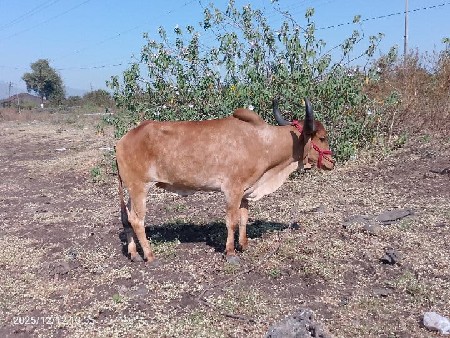 થંબનેલ 3