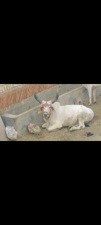 3. વાવણી. હાકેલ