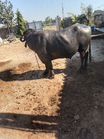 થંબનેલ 3