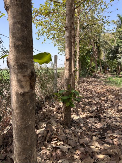 સાગ ના ઝાડ