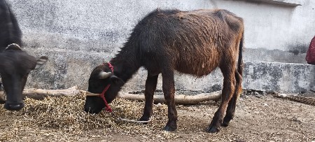 પાડો વેસવા નો છે