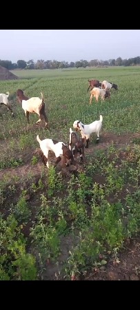 આ બકરા વેચવાના છે